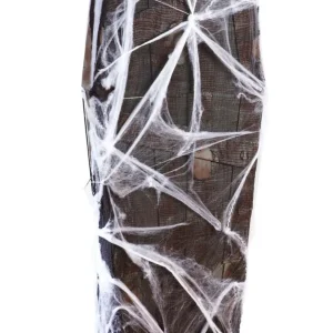 Cercueil Toiles Araignées