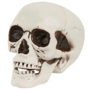 Crâne avec Mâchoire Mobile