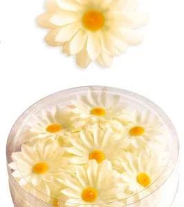 Marguerites Décoratives